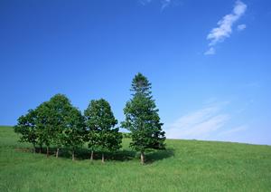 安心の訪問ペット火葬サービス｜相模原エリアで信頼と実績のペット葬儀